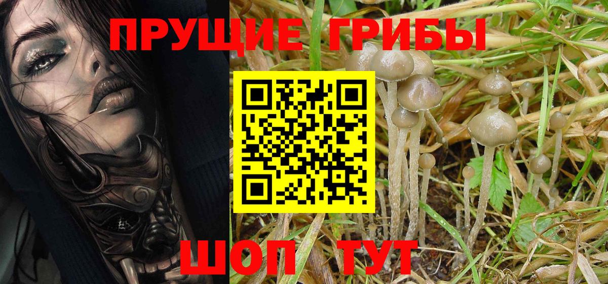 Куйбышев  Галлюциногенные грибы Psilocybine cubensis  Вход с VPN 
